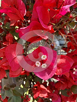 Bright pink red bougainvillea blossoms