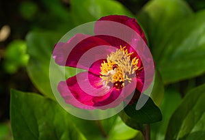 Bright pink red Caucasian peony  Paeonia caucasica against sun on green leaves background. Rare species of wild peony blooming