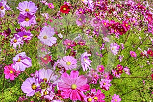 Bright Pink and Red Cosmos Flowers