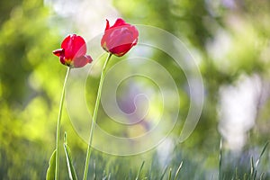 Bright pink red tulip flowers blooming on high stem on blurred green copy space background. Beauty and harmony of nature concept