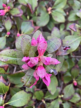 Bright pink rhodendrums just starting to bloom