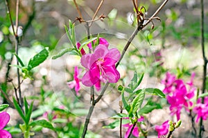 Bright pink Rhododendron Albrechtii Maxim flowers with leaves in the garden in summer.