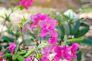 Bright pink Rhododendron Albrechtii Maxim flowers with leaves in the garden in summer.