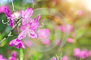 Bright pink Rhododendron Albrechtii Maxim flowers with leaves in the garden in summer with copy space.