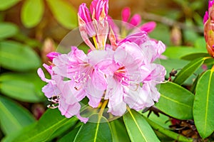 Bright pink Rhododendron Ambiguum Roseum blossoming flowers with green leaves in the garden in spring. photo