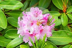 Bright pink Rhododendron Ambiguum Roseum blossoming flowers with green leaves in the garden in spring. photo
