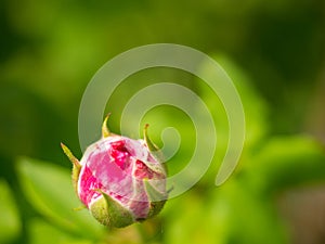 Bright Pink Rose Bulb blooming in the garden