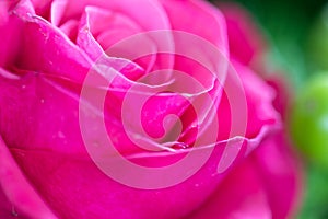 Bright pink rose close-up background. Fresh rose flower in a bouquet