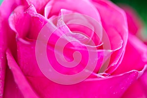 Bright pink rose close-up background. Fresh rose flower in a bouquet