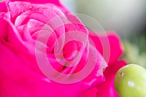 Bright pink rose close-up background. Fresh rose flower in a bouquet