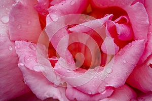 Bright pink rose, close up with raindrops on petals.