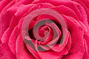 Bright pink rose closeup