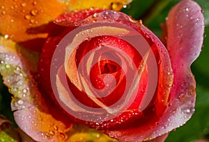 Bright pink rose flowers with water drops on the petals close-up. Romantic holiday, summer and Valentine Day background. Soft