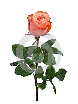 Bright pink rose with green leaves isolated on white