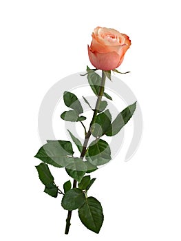 Bright pink rose with green leaves isolated on white