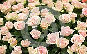 Bright pink roses background