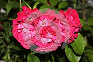 Bright pink roses bloom on a bush on a summer evening in the garden