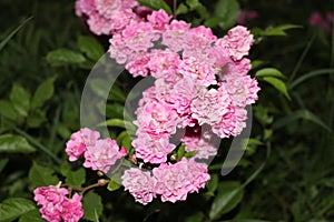 Bright pink roses bloom on a bush on a summer evening in the garden