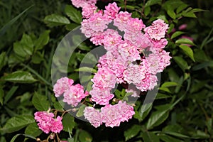 Bright pink roses bloom on a bush on a summer evening in the garden