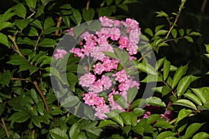 Bright pink roses bloom on a bush on a summer evening in the garden