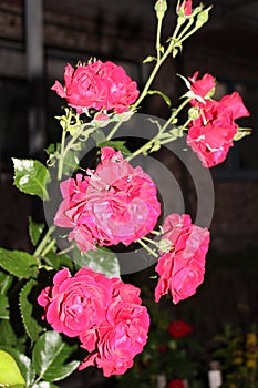 Bright pink roses bloom on a bush on a summer evening in the garden