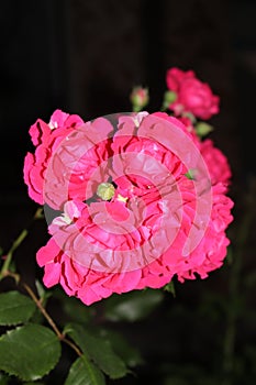 Bright pink roses bloom on a bush on a summer evening in the garden