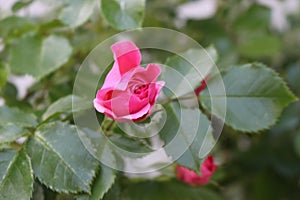 Bright pink roses blooming on the bush in the summer garden