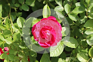 Bright pink roses blooming on the bush in the summer garden