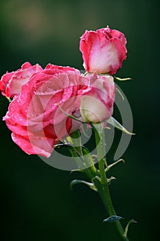 Bright pink roses with drops of water at green garden