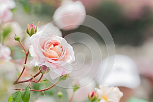 Bright pink roses flower