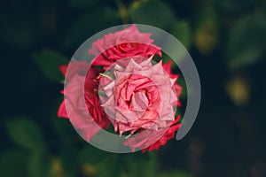 Bright pink roses in the garden