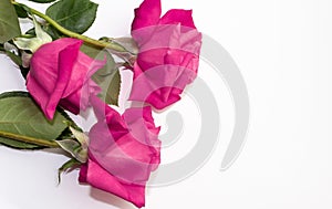 bright pink roses on a white background for decoration, various decor