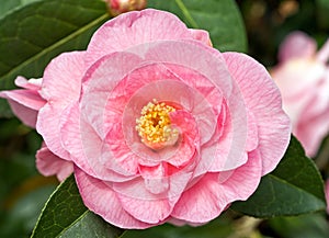 Bright Pink Semi-double Camellia Flower