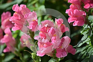 Pink Snapdragons photo