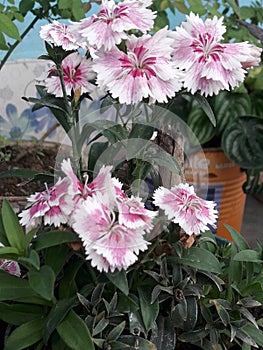 Bright Pink Spider Flowers Cleome speciosa and Indian Turnsole Heliotropium indicum.