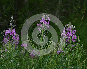 Bright pink spiked flowers of fireweed willow herb Chamaenerion anguistifolium  in the field