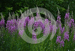 Bright pink spiked flowers of fireweed willow herb Chamaenerion anguistifolium  in the field