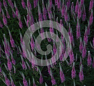 Bright pink spiked flowers of speedwell Veronica spicata in the garden