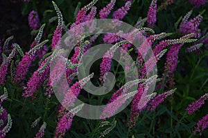 Bright pink spiked flowers of speedwell Veronica spicata in the garden
