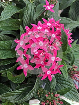 Bright pink star shaped ixora flowers