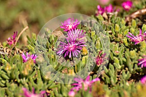 Bright Pink Trailing Ice Plant Flowers Delosperma cooperi