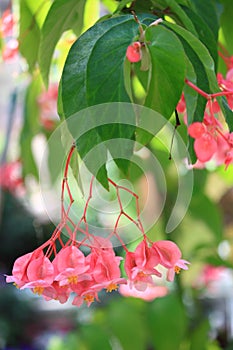 Pink Tropical Flower photo