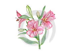 Bright pink tropical flowers. Alstroemeria flower. Vintage botanical illustration. Flower head, bud, leaf. Watercolor