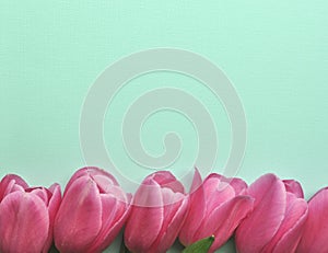 Bright pink tulip flower border on pink heart background with text and copy space