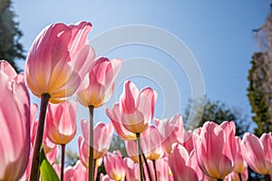 Bright pink tulips on blue sky background. Colorful spring composition