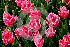 Bright pink tulips close up at Goztepe Park during the annual Tulip Festival in Istanbul, Turkey