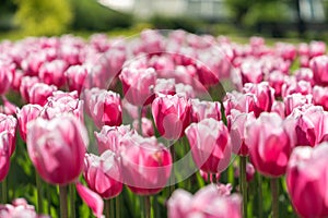 Bright pink tulips flowers in garden, scenery view on agricultural field with blooming flowers.
