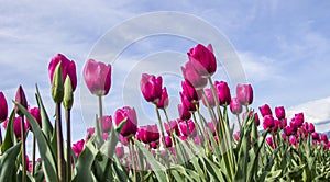 Bright pink tulips reaching to the sky.