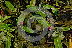 Bright pink water knotweed flower - Persicaria amphibia photo