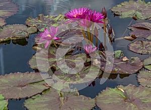 Bright Pink Water Lilies